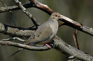 Dove, Mourning, 2007-05147038 Broad Meadow Brook, MA